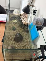 Moerasschildpad waterschildpad, Dieren en Toebehoren, Reptielen en Amfibieën | Toebehoren, Ophalen, Gebruikt, Overige typen