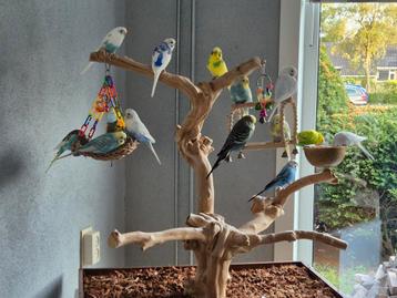 Java Speelboom beschikbaar voor biedingen