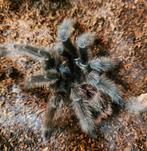 Diverse Reptielen, Overige soorten, Tam