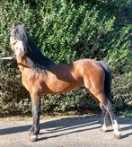 Mooie welsh pony hengst met welshpony stamboekpapier, Dieren en Toebehoren, Pony's, Gechipt, Niet van toepassing, Hengst, A pony (tot 1.17m)