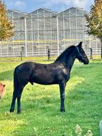 Mooi Fries hengstveulen!!  (Alleen info via telefoonnr!!), Dieren en Toebehoren, Paarden, Minder dan 160 cm, Niet van toepassing