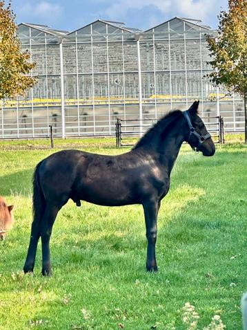 Mooi lief fries hengstveulen!! beschikbaar voor biedingen