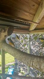 Gould amadine, Meerdere dieren, Tropenvogel, Geringd
