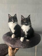 Maine coon kittens, Dieren en Toebehoren, Meerdere dieren, Ontwormd, 0 tot 2 jaar