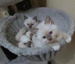 SUPER LIEVE Raszuivere Ragdoll Blue Mitted Kater Kitten, Kater, Met stamboom, 0 tot 2 jaar