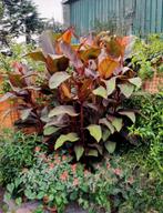 Canna musafolia rubrum knollen, Tuin en Terras, Bloembollen en Zaden, Ophalen of Verzenden