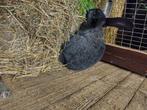 Vlaamse reus, Dieren en Toebehoren, Konijnen, Mannelijk, Groot, 0 tot 2 jaar