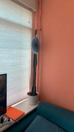 Giant cactus, Huis en Inrichting, Kamerplanten, Ophalen of Verzenden, Cactus, Volle zon, Minder dan 100 cm