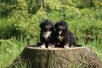 Berner Sennen x oud duitse herder x australian shepherd., CDV (hondenziekte), Meerdere, 8 tot 15 weken, Meerdere dieren