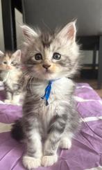 Maine coon kittens met stamboom., Dieren en Toebehoren, Katten en Kittens | Raskatten | Langhaar, Meerdere dieren, Gechipt, 0 tot 2 jaar