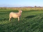 Ooi Wiltshire hoorn Soay kruising zelfruiend, Dieren en Toebehoren, Schaap, Vrouwelijk