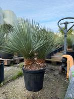Uniek! Yucca rostrata dubbelstam buitenplant, Tuin en Terras, Verzenden, Overige soorten, Volle zon