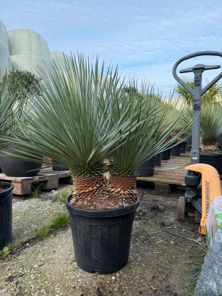 Uniek! Yucca rostrata dubbelstam buitenplant, Tuin en Terras, Planten | Tuinplanten, Overige soorten, Volle zon, Verzenden