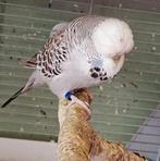 Engelse parkiet man, Dieren en Toebehoren, Vogels | Parkieten en Papegaaien, Mannelijk, Geringd