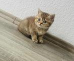 Lieve Brits korthaar kitten(meisje), Dieren en Toebehoren, Katten en Kittens | Raskatten | Korthaar, Poes, Ontwormd, 0 tot 2 jaar