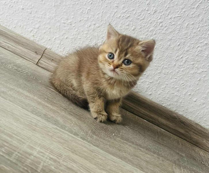 Lieve Brits korthaar kitten(meisje), Dieren en Toebehoren, Katten en Kittens | Raskatten | Korthaar, Poes, 0 tot 2 jaar, Ontwormd