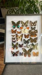 Vlinder collage, Ophalen of Verzenden, Nieuw, Overige materialen