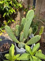 Cactus opuntia, Volle zon, Eenjarig, Zomer, Ophalen