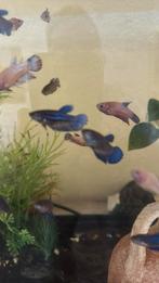 Betta Vissen, Dieren en Toebehoren, Vissen | Aquariumvissen, Vis