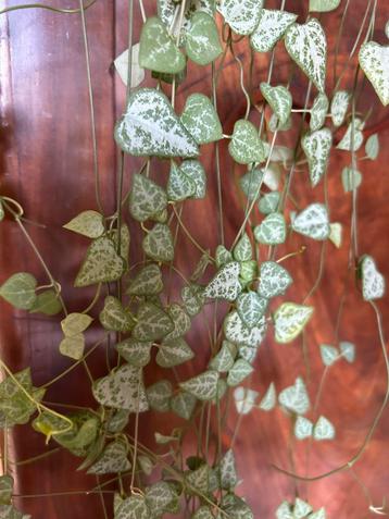 String of hearts green love, stek beschikbaar voor biedingen