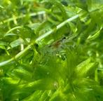 Mini garnalen, Dieren en Toebehoren, Vissen | Aquariumvissen, Kreeft, Krab of Garnaal