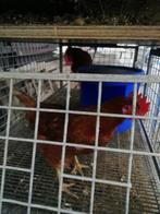 Te koop Oude leghennen., Dieren en Toebehoren, Pluimvee, Vrouwelijk, Kip