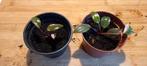 Stek Philodendron Pink Princess, Ophalen of Verzenden, Halfschaduw, Minder dan 100 cm