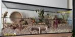 Hamsterverblijf op Maat – Glazen Kooi met Schuifruiten, Minder dan 60 cm, 110 cm of meer, Nieuw, Ophalen of Verzenden