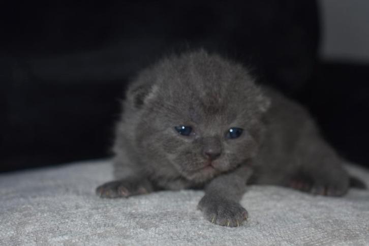 Nog 2 Britse korthaartjes beschikbaar, Dieren en Toebehoren, Katten en Kittens | Raskatten | Korthaar, Meerdere dieren, Ontwormd