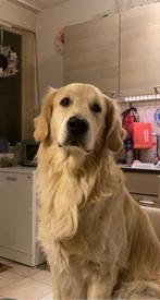 Aangeboden golden retriever Dekreu( NIET TE KOOP), Dieren en Toebehoren, Golden retriever, Rabiës (hondsdolheid), Reu, Eén hond