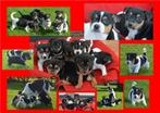 Kruising Jack russell /  Boerenfox puppies, Dieren en Toebehoren, 8 tot 15 weken, CDV (hondenziekte), Meerdere, Meerdere dieren