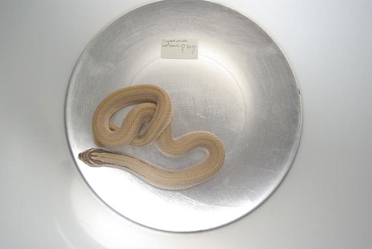 Hognose slangen te koop(Heterodon.N.Nasicus)