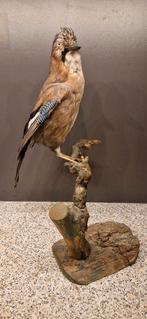 Opgezette Vlaamse Gaai - taxidermie, Ophalen, Zo goed als nieuw, Vogel, Opgezet dier