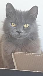 Kat vermist omgeving santpoort/bloemendaal, Dieren en Toebehoren, Vermiste en Gevonden Dieren