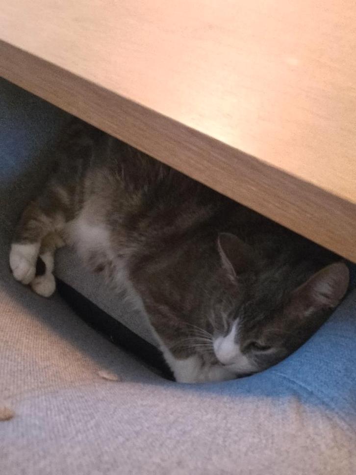 Nieuw baasje gezocht voor Keesie, Dieren en Toebehoren, Katten en Kittens | Overige Katten, Kortharig, Kater, 6 jaar of ouder