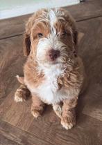 Gastgezin gezocht voor Australian Labradoodle Pup Noord-NL, Dieren en Toebehoren, Parvo, Overige rassen, 8 tot 15 weken, Teef