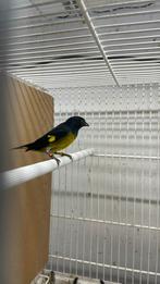Geelbuiksijzen , mannen 2025 of ruilen tegen pop, Meerdere dieren, Tropenvogel