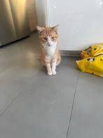 Rode rustige senior kater zoekt een nieuw warm nestje, Dieren en Toebehoren, Kater, Kortharig, 6 jaar of ouder