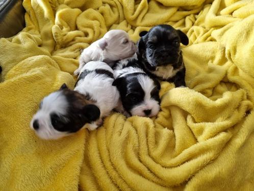 prachtige boomer puppies, Dieren en Toebehoren, Honden | Niet-rashonden, Klein, Meerdere dieren, Particulier, Meerdere, Nederland