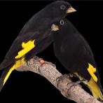 Zwarte sijzen, Meerdere dieren, Geringd