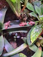Gifkikker Epipedobates Tricolor/Anthonyi, Amfibie