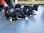 6 border collie pups bordercollie puppies, Dieren en Toebehoren, 8 tot 15 weken, Collie, Meerdere, Meerdere dieren