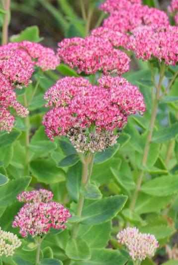 Sedum Herbstfreude | hemelsleutel | bio beschikbaar voor biedingen