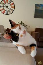Lapjeskat zoekt huis met (liefst afgesloten) tuin, Dieren en Toebehoren, Katten en Kittens | Raskatten | Korthaar, Poes, Gechipt
