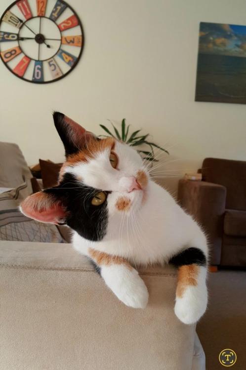 Lapjeskat zoekt huis met (liefst afgesloten) tuin, Dieren en Toebehoren, Katten en Kittens | Raskatten | Korthaar, Poes, 6 jaar of ouder