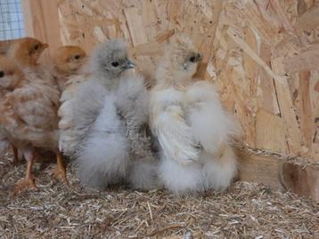 Zijdehoen kuikens USA  beschikbaar voor biedingen