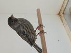 Zwart cobalt dominant wit man, Dieren en Toebehoren, Mannelijk, Kleurkanarie