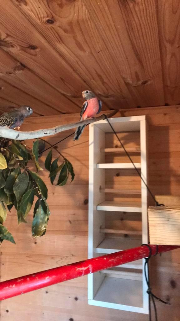 Mooie bourkes., Dieren en Toebehoren, Vogels | Parkieten en Papegaaien, Parkiet, Mannelijk