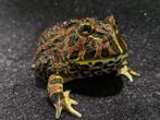 Pacman kikker, Dieren en Toebehoren, Reptielen en Amfibieën, 0 tot 2 jaar