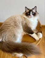 Jonge poes | ragdoll | getest | geholpen | ragdolls, Meerdere dieren, Langharig, 0 tot 2 jaar
